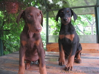 Щенки добермана с родословной. - <ro>Изображение</ro><ru>Изображение</ru> #2, <ru>Объявление</ru> #305805
