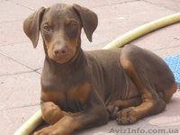 Щенки добермана с родословной. - <ro>Изображение</ro><ru>Изображение</ru> #3, <ru>Объявление</ru> #305805