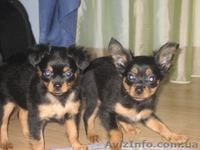 Щенки Той терьера - <ro>Изображение</ro><ru>Изображение</ru> #3, <ru>Объявление</ru> #286625