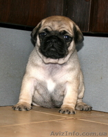 чудесные мопсята - <ro>Изображение</ro><ru>Изображение</ru> #3, <ru>Объявление</ru> #286832