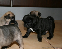 чудесные мопсята - <ro>Изображение</ro><ru>Изображение</ru> #2, <ru>Объявление</ru> #286832