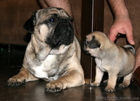 чудесные мопсята - <ro>Изображение</ro><ru>Изображение</ru> #4, <ru>Объявление</ru> #286832