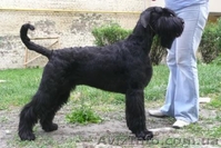 Первоклассные щенки ризеншнауцера от Интерчемпионов! - <ro>Изображение</ro><ru>Изображение</ru> #1, <ru>Объявление</ru> #292327