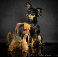 той-терьер, русский той, самая маленькая порода - <ro>Изображение</ro><ru>Изображение</ru> #1, <ru>Объявление</ru> #286739