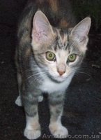 Котенок ТРЕХЦВЕТНАЯ ДЕВОЧКА.  ОТДАМ в добрые руки - <ro>Изображение</ro><ru>Изображение</ru> #3, <ru>Объявление</ru> #287416