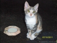 Котенок ТРЕХЦВЕТНАЯ ДЕВОЧКА.  ОТДАМ в добрые руки - <ro>Изображение</ro><ru>Изображение</ru> #1, <ru>Объявление</ru> #287416