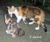 Котенок ТРЕХЦВЕТНАЯ ДЕВОЧКА.  ОТДАМ в добрые руки - <ro>Изображение</ro><ru>Изображение</ru> #2, <ru>Объявление</ru> #287416