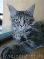 Питомник Cotillion - <ro>Изображение</ro><ru>Изображение</ru> #3, <ru>Объявление</ru> #317945