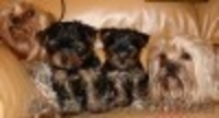 продам выставочных йорков.гарантия качества породы и здоровья.клубные - <ro>Изображение</ro><ru>Изображение</ru> #1, <ru>Объявление</ru> #320059