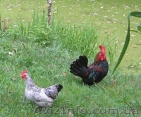 Продажа Декоративных (Мини) Кур  - <ro>Изображение</ro><ru>Изображение</ru> #1, <ru>Объявление</ru> #329928