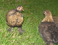 Продажа Декоративных (Мини) Кур  - <ro>Изображение</ro><ru>Изображение</ru> #2, <ru>Объявление</ru> #329928
