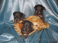 Продаются щенки той-терьера разных окрасов. - <ro>Изображение</ro><ru>Изображение</ru> #1, <ru>Объявление</ru> #325667