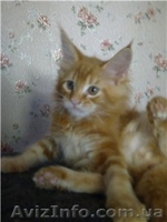 Питомник Cotillion - <ro>Изображение</ro><ru>Изображение</ru> #8, <ru>Объявление</ru> #317945