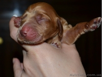 Продаются щенки английского кокера-спаниеля! - <ro>Изображение</ro><ru>Изображение</ru> #2, <ru>Объявление</ru> #316704