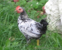 Продажа Декоративных (Мини) Кур  - <ro>Изображение</ro><ru>Изображение</ru> #3, <ru>Объявление</ru> #329928