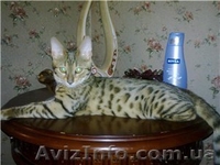 Питомник Cotillion - <ro>Изображение</ro><ru>Изображение</ru> #1, <ru>Объявление</ru> #317945