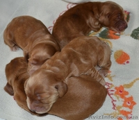 Продаются щенки английского кокера-спаниеля! - <ro>Изображение</ro><ru>Изображение</ru> #3, <ru>Объявление</ru> #316704