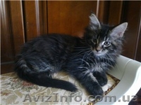 Питомник Cotillion - <ro>Изображение</ro><ru>Изображение</ru> #6, <ru>Объявление</ru> #317945