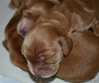 Продаются щенки английского кокера-спаниеля! - <ro>Изображение</ro><ru>Изображение</ru> #4, <ru>Объявление</ru> #316704