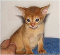 Абиссинский котенок ищет любящих хозяев - <ro>Изображение</ro><ru>Изображение</ru> #2, <ru>Объявление</ru> #314354