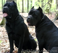 кане корсо щенки черного окраса - <ro>Изображение</ro><ru>Изображение</ru> #1, <ru>Объявление</ru> #327653