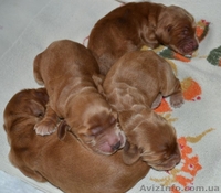 Продаются щенки английского кокера-спаниеля! - <ro>Изображение</ro><ru>Изображение</ru> #5, <ru>Объявление</ru> #316704