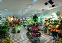 "УКРАФЛОРА" - Цветы оптом и в розницу - <ro>Изображение</ro><ru>Изображение</ru> #5, <ru>Объявление</ru> #327737