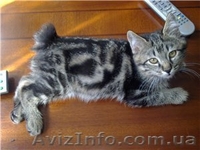 Питомник Cotillion - <ro>Изображение</ro><ru>Изображение</ru> #2, <ru>Объявление</ru> #317945