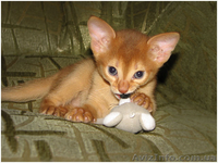 Абиссинский котенок ищет любящих хозяев - <ro>Изображение</ro><ru>Изображение</ru> #1, <ru>Объявление</ru> #314354