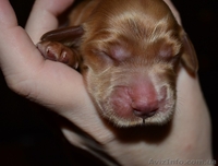 Продаются щенки английского кокера-спаниеля! - <ro>Изображение</ro><ru>Изображение</ru> #6, <ru>Объявление</ru> #316704