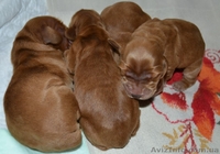 Продаются щенки английского кокера-спаниеля! - <ro>Изображение</ro><ru>Изображение</ru> #7, <ru>Объявление</ru> #316704