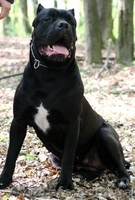 кане корсо щенки черного окраса - <ro>Изображение</ro><ru>Изображение</ru> #3, <ru>Объявление</ru> #327653