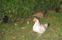 Продажа Декоративных (Мини) Кур  - <ro>Изображение</ro><ru>Изображение</ru> #5, <ru>Объявление</ru> #329928