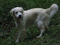 Элитные щенки золотистого ретривера. Питомник GoldenLife. - <ro>Изображение</ro><ru>Изображение</ru> #4, <ru>Объявление</ru> #330479