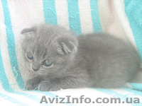 Продается шотландская вислоухая девочка голубого окраса - <ro>Изображение</ro><ru>Изображение</ru> #1, <ru>Объявление</ru> #329010
