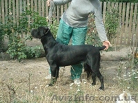 кане корсо щенки черного окраса - <ro>Изображение</ro><ru>Изображение</ru> #2, <ru>Объявление</ru> #327653