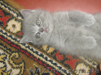 Продается шотландский голубой котенок - <ro>Изображение</ro><ru>Изображение</ru> #3, <ru>Объявление</ru> #334765