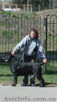 кане корсо щенки черного окраса - <ro>Изображение</ro><ru>Изображение</ru> #4, <ru>Объявление</ru> #327653