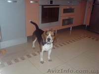Щенки Бигля (алиментные) - <ro>Изображение</ro><ru>Изображение</ru> #1, <ru>Объявление</ru> #335286