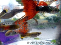 Аквариумная рыбка - гуппи. Оболонь. даром - <ro>Изображение</ro><ru>Изображение</ru> #2, <ru>Объявление</ru> #328052