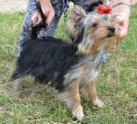 щенки йоркширского терьера, перспективные для выставок, 5 месяцев - <ro>Изображение</ro><ru>Изображение</ru> #7, <ru>Объявление</ru> #336074