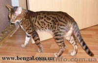 Продается Бенгальский кот, Киев - <ro>Изображение</ro><ru>Изображение</ru> #1, <ru>Объявление</ru> #332551
