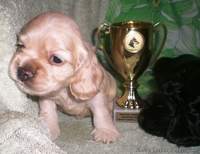 Продам щенков американского кокер-спаниеля, Вся Украина - <ro>Изображение</ro><ru>Изображение</ru> #1, <ru>Объявление</ru> #312461