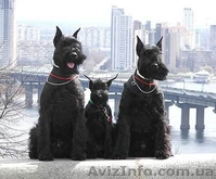 щенки ризеншнауцера - <ro>Изображение</ro><ru>Изображение</ru> #1, <ru>Объявление</ru> #243818