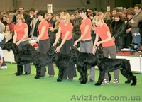 щенки ризеншнауцера - <ro>Изображение</ro><ru>Изображение</ru> #2, <ru>Объявление</ru> #243818