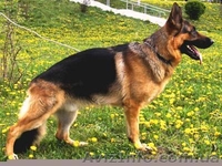 Крупные алиментные щенки Немецкой овчарки ! - <ro>Изображение</ro><ru>Изображение</ru> #2, <ru>Объявление</ru> #315852