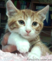 Озорные котята в подарок! - <ro>Изображение</ro><ru>Изображение</ru> #3, <ru>Объявление</ru> #314660