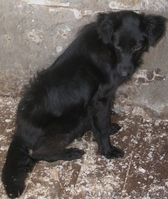 Щенки-метисы для частного дома, привиты! - <ro>Изображение</ro><ru>Изображение</ru> #5, <ru>Объявление</ru> #300713