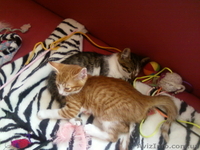 Озорные котята в подарок! - <ro>Изображение</ro><ru>Изображение</ru> #2, <ru>Объявление</ru> #314660