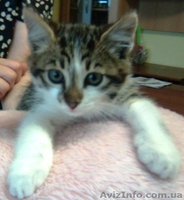 Озорные котята в подарок! - <ro>Изображение</ro><ru>Изображение</ru> #1, <ru>Объявление</ru> #314660